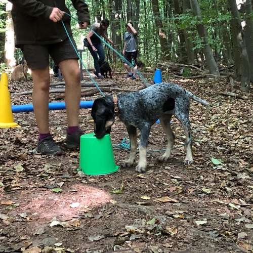 Hundeauslaufgebiet-Ein starkes Team            Marion Trier-Bild