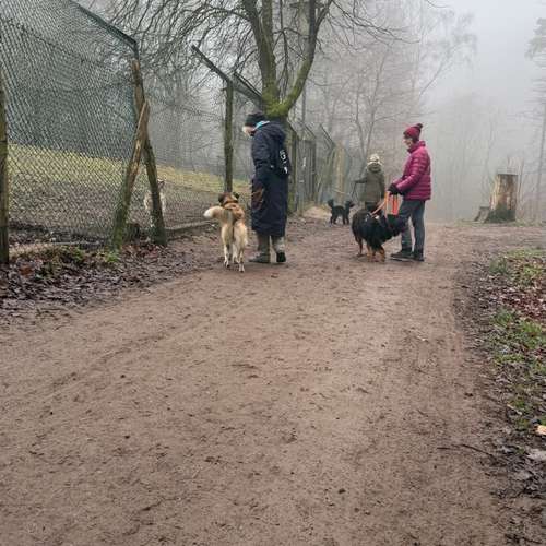 Hundeauslaufgebiet-Ein starkes Team            Marion Trier-Bild
