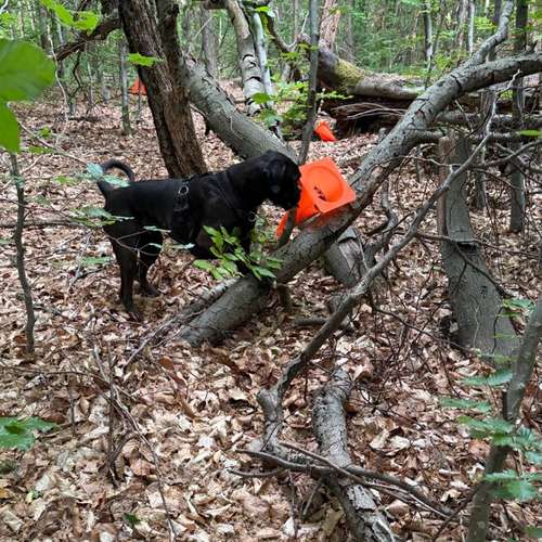 Hundeauslaufgebiet-Ein starkes Team            Marion Trier-Bild