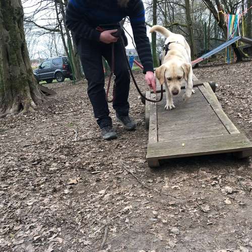 Hundeauslaufgebiet-Ein starkes Team            Marion Trier-Bild