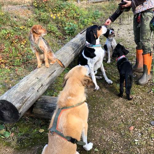 Hundeauslaufgebiet-Ein starkes Team            Marion Trier-Bild