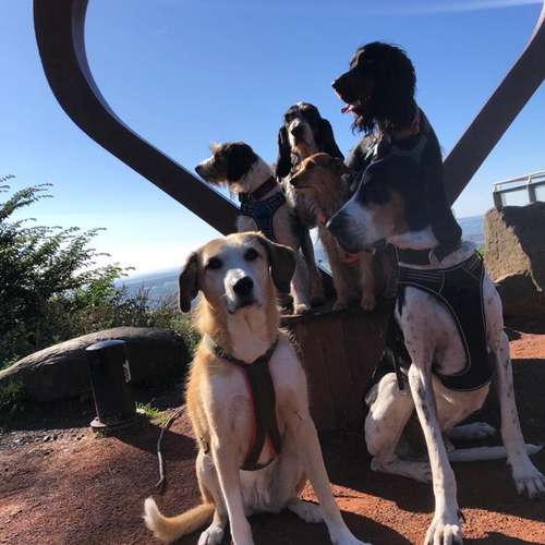 Hundeauslaufgebiet-Ein starkes Team            Marion Trier-Bild