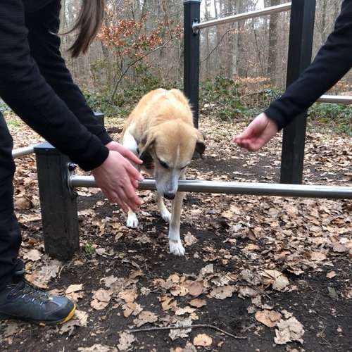 Hundeauslaufgebiet-Ein starkes Team            Marion Trier-Bild