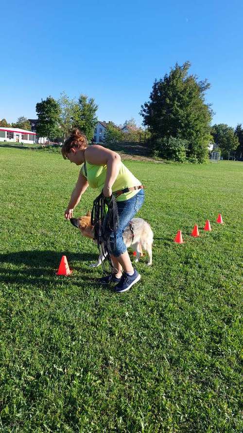 Hundeauslaufgebiet-MEHR Hundeschule-Bild