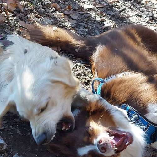 Hundeauslaufgebiet-MEHR Hundeschule-Bild