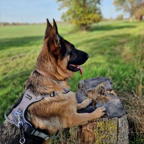 Hundeauslaufgebiet-MEHR Hundeschule-Bild