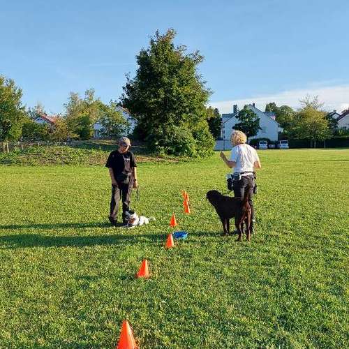 Hundeauslaufgebiet-MEHR Hundeschule-Bild