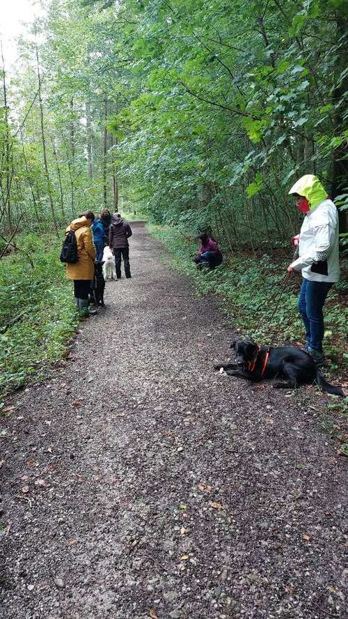 Hundeauslaufgebiet-MEHR Hundeschule-Bild