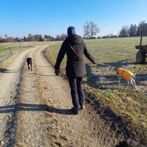 Hundeauslaufgebiet-MEHR Hundeschule-Bild