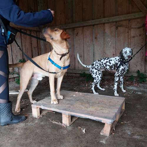 Hundeauslaufgebiet-MEHR Hundeschule-Bild