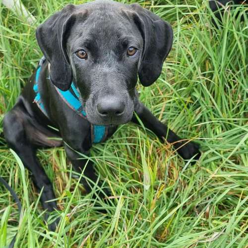 Hundeauslaufgebiet-MEHR Hundeschule-Bild