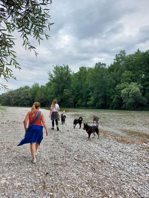 Hundeauslaufgebiet-MEHR Hundeschule-Bild