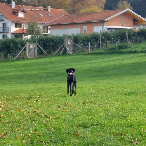 Hundeauslaufgebiet-MEHR Hundeschule-Bild