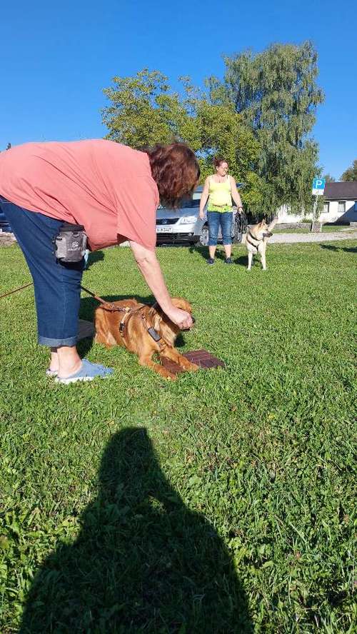 Hundeauslaufgebiet-MEHR Hundeschule-Bild