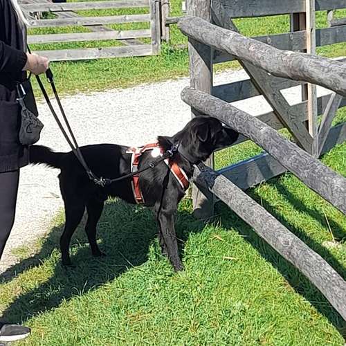 Hundeauslaufgebiet-MEHR Hundeschule-Bild