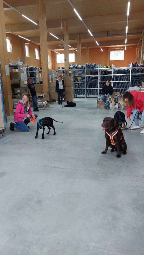 Hundeauslaufgebiet-MEHR Hundeschule-Bild