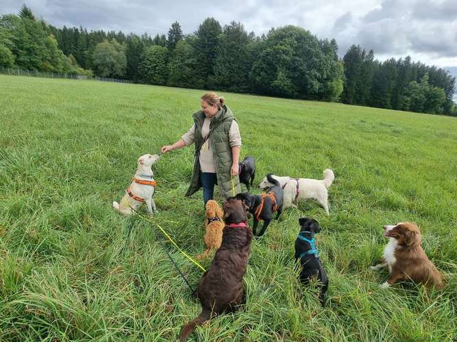 Hundeauslaufgebiet-MEHR Hundeschule-Bild