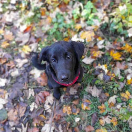 Hundeauslaufgebiet-MEHR Hundeschule-Bild