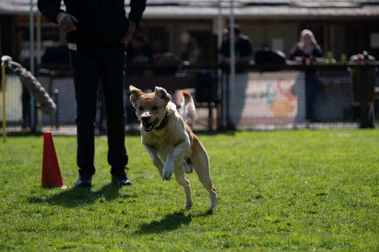 Hundeauslaufgebiet-GHV Altstadt / MG-Bettrath e.V.-Bild