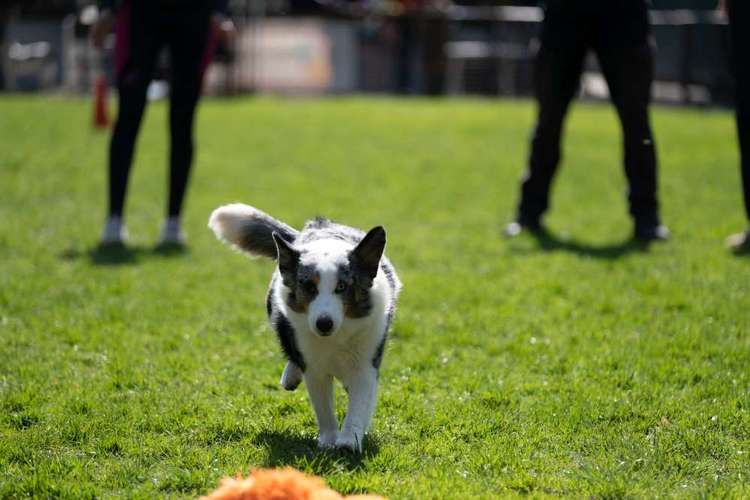 Hundeauslaufgebiet-GHV Altstadt / MG-Bettrath e.V.-Bild