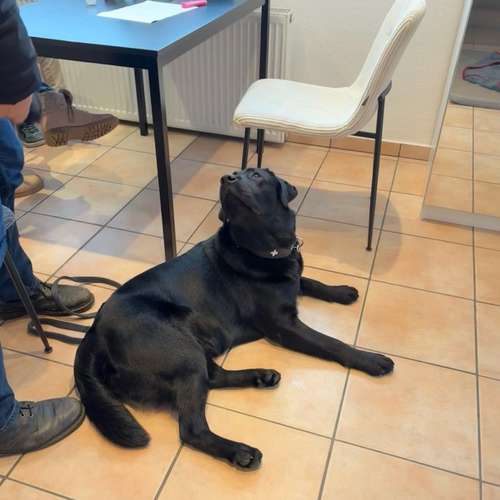 Hundeauslaufgebiet-Hundeschule Hannover Hunde-Bild