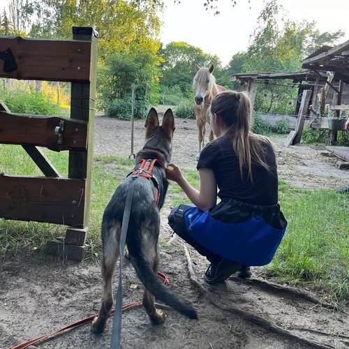 Hundeauslaufgebiet-Hundeschule Hannover Hunde-Bild