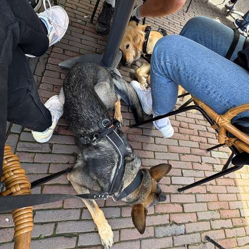 Hundeauslaufgebiet-Hundeschule Hannover Hunde-Bild