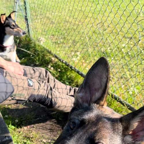 Hundeauslaufgebiet-Hundeschule Hannover Hunde-Bild