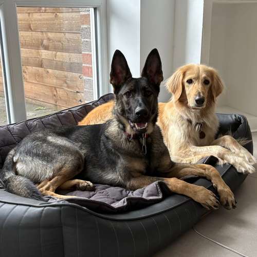 Hundeauslaufgebiet-Hundeschule Hannover Hunde-Bild