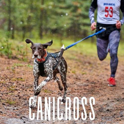 Hundeauslaufgebiet-Hundeschule Hannover Hunde-Bild