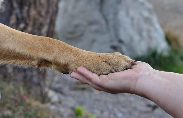 Hundeauslaufgebiet-TIGERPFOTE -Bild