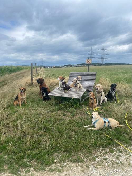 Hundeauslaufgebiet-TIGERPFOTE -Bild