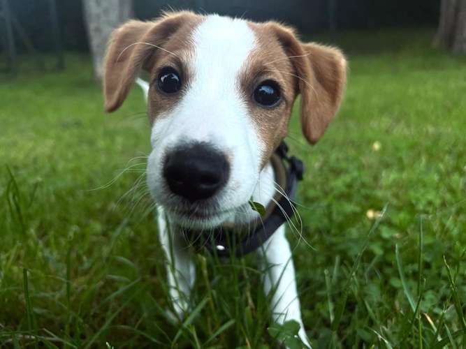 Hundeauslaufgebiet-Barmenia Versicherung Jessica Mahler-Bild