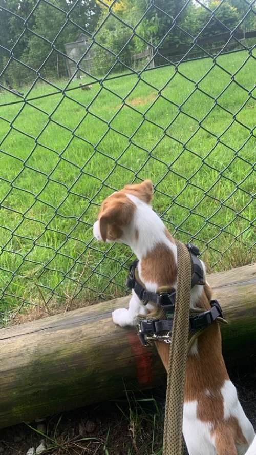 Hundeauslaufgebiet-Barmenia Versicherung Jessica Mahler-Bild