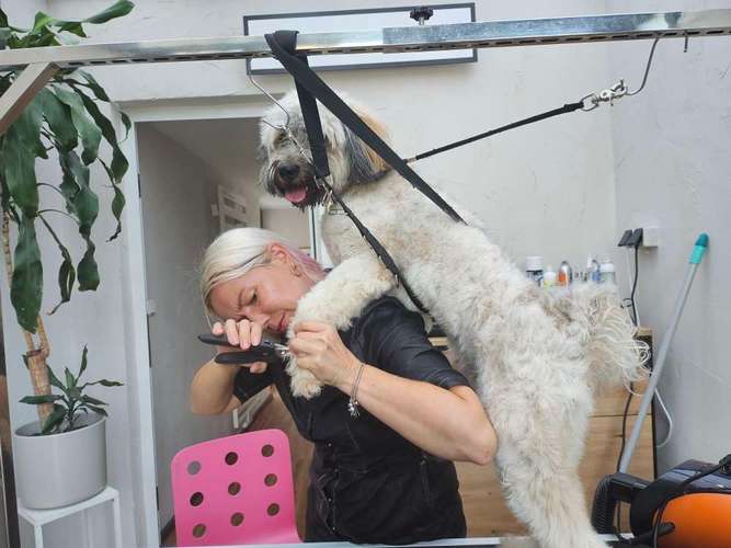 Hundeauslaufgebiet-Hundesalon Metamorphose-Bild