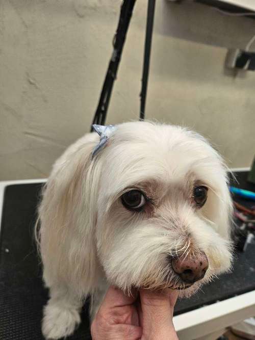 Hundeauslaufgebiet-Hundesalon Metamorphose-Bild