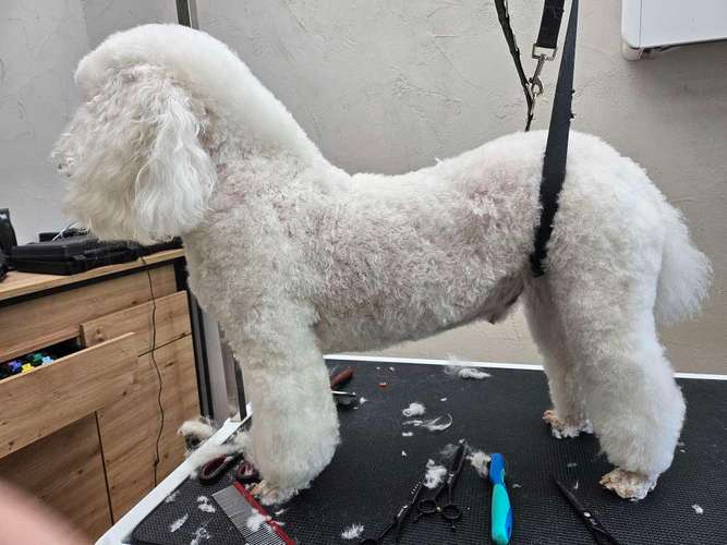 Hundeauslaufgebiet-Hundesalon Metamorphose-Bild