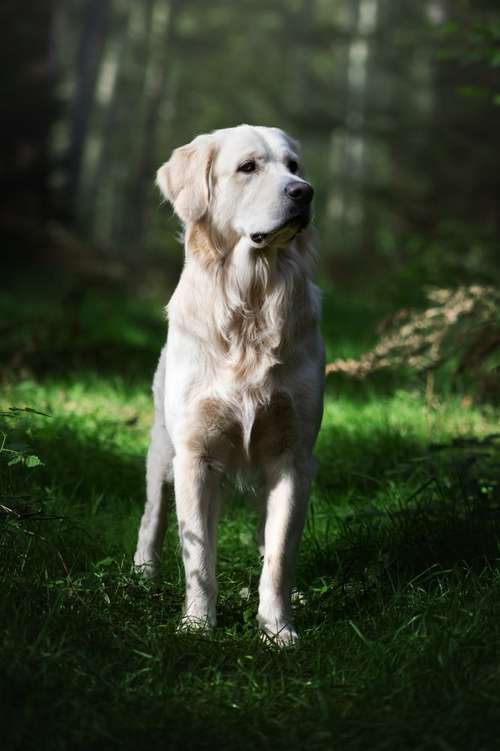 Hundeauslaufgebiet-Eddy Photography-Bild