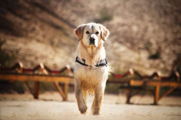 Hundeauslaufgebiet-Eddy Photography-Bild