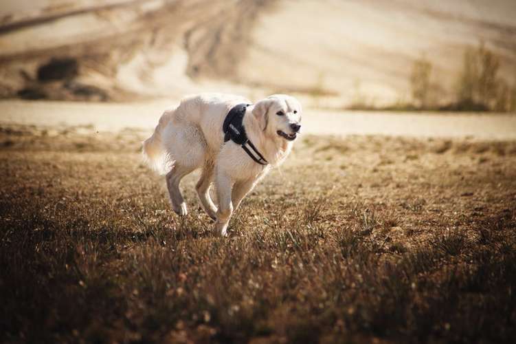 Hundeauslaufgebiet-Eddy Photography-Bild