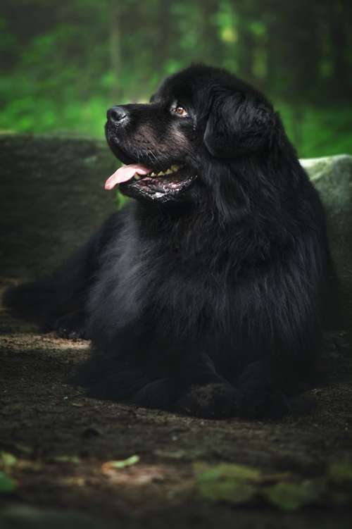 Hundeauslaufgebiet-Eddy Photography-Bild