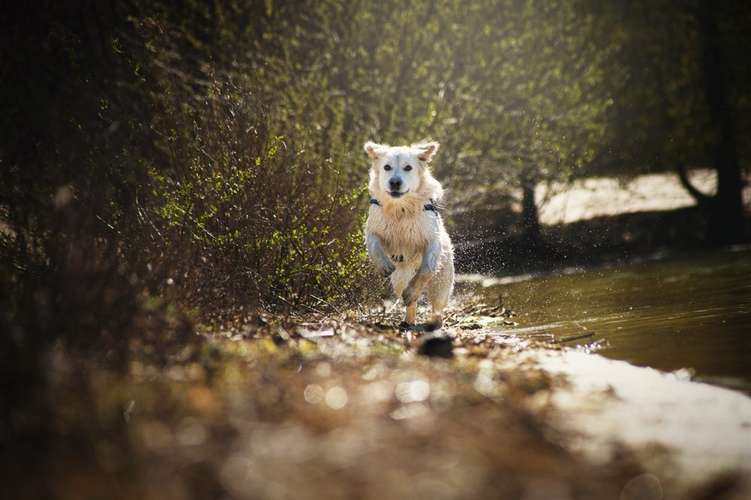 Hundeauslaufgebiet-Eddy Photography-Bild