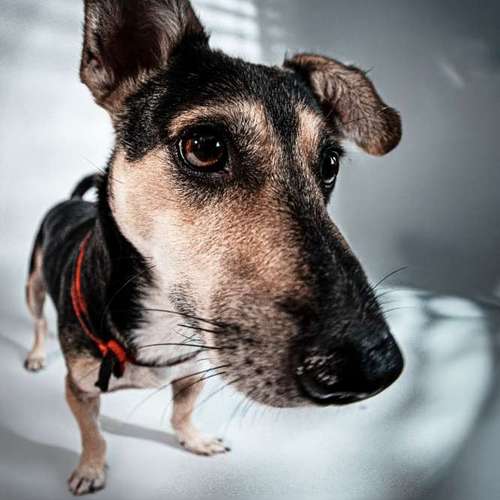 Hundeauslaufgebiet-Anima Lumarys-Bild