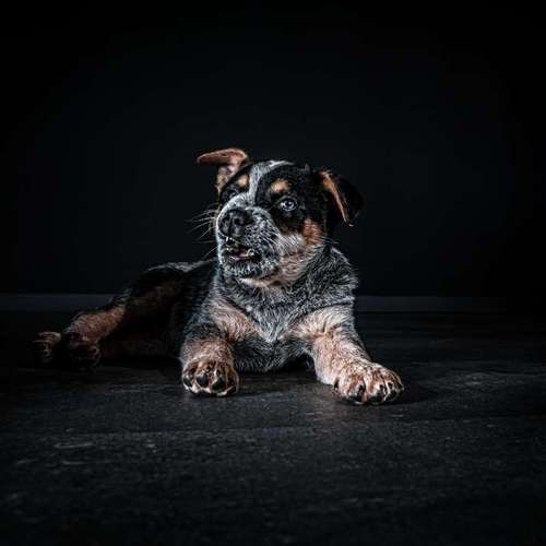 Hundeauslaufgebiet-Anima Lumarys-Bild