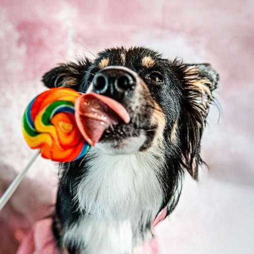 Hundeauslaufgebiet-Anima Lumarys-Bild