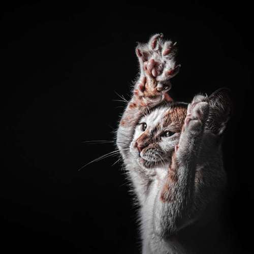 Hundeauslaufgebiet-Anima Lumarys-Bild