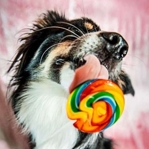 Hundeauslaufgebiet-Anima Lumarys-Bild