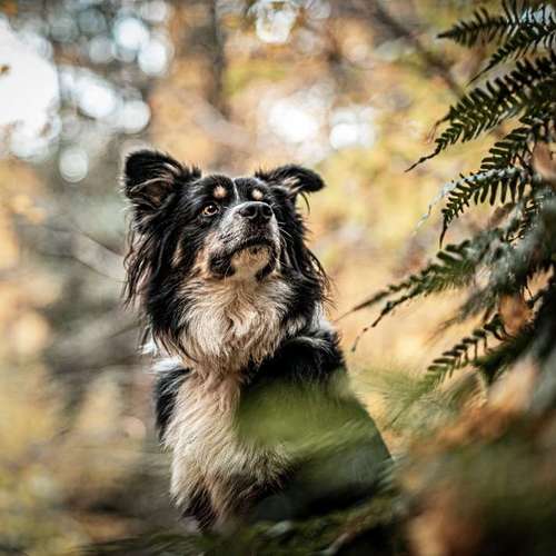 Hundeauslaufgebiet-Anima Lumarys-Bild