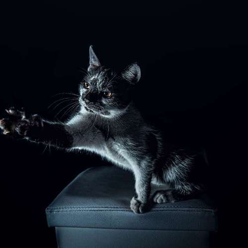 Hundeauslaufgebiet-Anima Lumarys-Bild