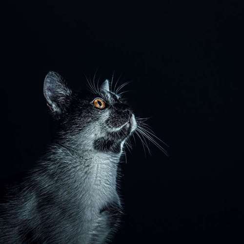 Hundeauslaufgebiet-Anima Lumarys-Bild